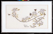 Цветы груши (Pyrus perenbloesem)
