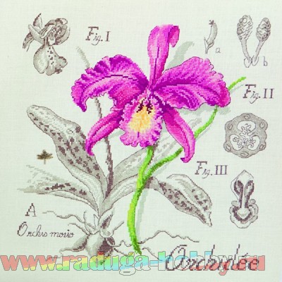  . Etude a l*Orchidee