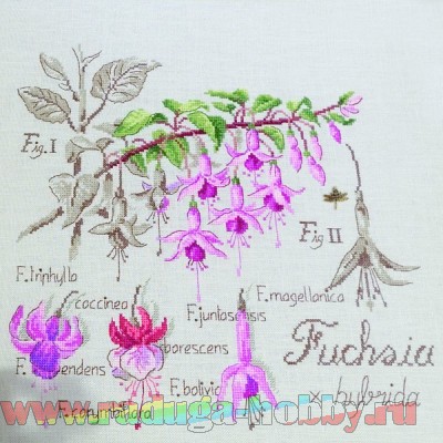  .Etude au Fuchsia