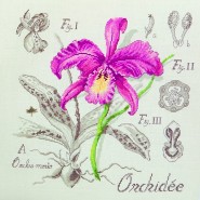 Этюд Орхидея. Etude a l*Orchidee
