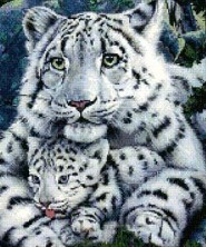 Леопард и детеныш